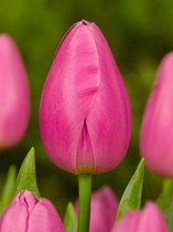 80x Tulpen 'Jumbo pink'  bloembollen met bloeigarantie