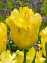 200x Tulpen 'Texas gold'  bloembollen met bloeigarantie