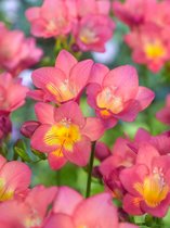 80x Freesia 'Freesia roze enkel'  bloembollen met bloeigarantie