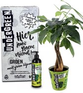 UNDERGREEN Pachira Aquatica Kamerplant met Plantenvoeding - Plant Cadeau