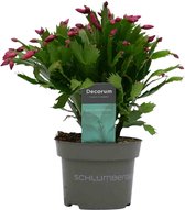 Hellogreen Kamerplant - Schlumbergera Red - 30 cm