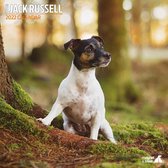 Jack Russell - Kalender 2022