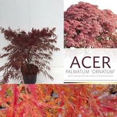 1x Acer palmatum 'Ornatum' - Japanse esdoorn - Hoogte 40-50 cm in pot