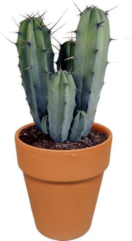 Medicinaal Rommelig maak het plat Myrtillocactus 'Geometrizans' - Cactus - Kamerplant - Terracotta pot - ⌀17  cm - 20-30 cm | bol.com