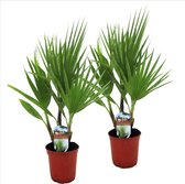 Plant in a Box - Set van 2 Washingtonia Robusta - Mexicaanse Waaierpalm - Pot ⌀15 cm -Hoogte ↕ 50-60cm