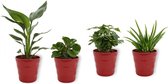 Set van 4 Kamerplanten - Aloe Vera & Peperomia Green Gold & Coffea Arabica & Strelitzia Reginae - ± 25cm hoog - 12cm diameter - in rode pot
