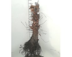 10 x fagus sylvatica - Groene Beuk 40 -60 cm in blote wortel.