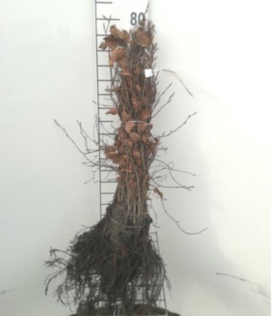 10 x fagus sylvatica - Groene Beuk 40 -60 cm in blote wortel.