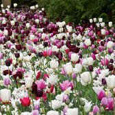 Tulpen mix 'Blueberry Ripple Tulips' - 6 soorten tulpen - 58 bollen