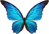 The butterfly collection II– 110cm x 110cm - Fotokunst op PlexiglasⓇ incl. certificaat & garantie.