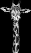 A giraffes tale – 90cm x 135cm - Fotokunst op PlexiglasⓇ incl. certificaat & garantie.