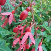 Fuchsia 'David' - Bellenplant - Pot 17 cm (2 liter)