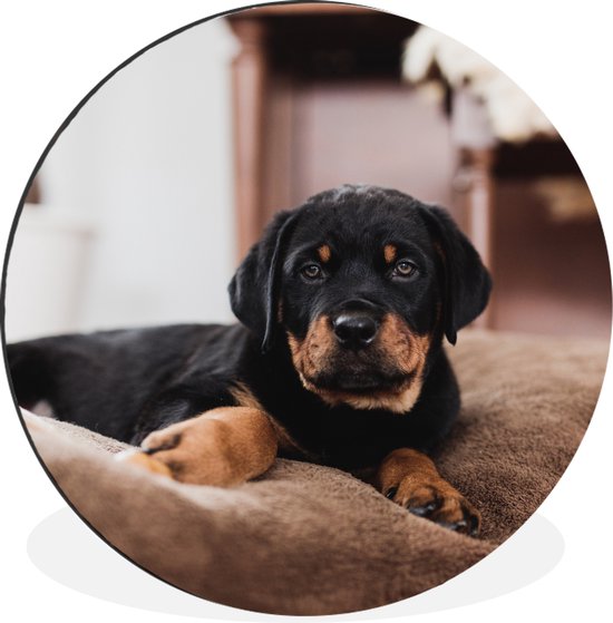 WallCircle - Wandcirkel - Muurcirkel - Rottweiler pup ligt op een zacht kussen - Aluminium - Dibond - ⌀ 60 cm - Binnen en Buiten