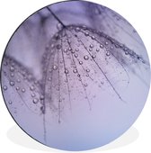 Rosée précoce sur graines de pissenlit Cercle mural aluminium ⌀ 90 cm - impression photo sur cercle mural / cercle vivant / cercle de jardin (décoration murale)