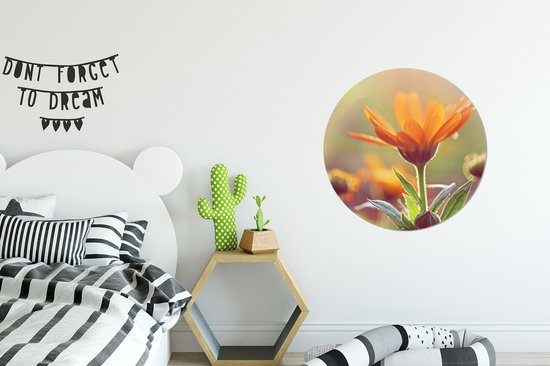 WallCircle - Cercle mural - Cercle mural - Gros plan d'un souci au soleil - Aluminium - Dibond - 60x60 cm - Intérieur et Extérieur