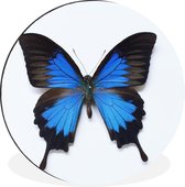 WallCircle - Wandcirkel - Muurcirkel - Vlinder - Insecten - Blauw - Aluminium - Dibond - ⌀ 120 cm - Binnen en Buiten XXL