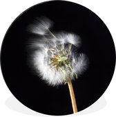 Cercle mural - Cercle mural - Un pollen sur fond noir - Aluminium - Dibond - ⌀ 30 cm - Intérieur et extérieur
