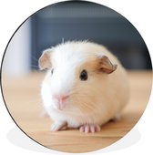 WallCircle - Wandcirkel - Muurcirkel - Schattige baby cavia - Aluminium - Dibond - ⌀ 30 cm - Binnen en Buiten