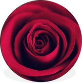 WallCircle - Wandcirkel - Muurcirkel - Rozen - Rood - Bloemen - Aluminium - Dibond - ⌀ 140 cm - Binnen en Buiten