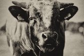 Cow portrait – 120cm x 80cm - Fotokunst op PlexiglasⓇ incl. certificaat & garantie.