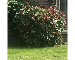4x Photinia fraseri ‘Red Robin’ – Glansmispel in C2 liter potten