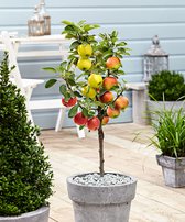 Plant in a Box - TRIO Appelboom - Malus - 3 verschillende appels aan 1 boom - Pot ⌀17 cm - Hoogte ↕ 60-80cm