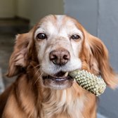 Nylabone Nutri Dent Dental Snacks - Gebitsverzorgende hondensnack om tandplak en tandsteen te verminderen - Verfrist de adem - Mini / Small / Medium / Large - Small - 20 stuks