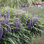 Liriope muscari 'Ingwersen' - Leliegras - Pot 17 cm (2 liter)