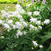 Aquilegia vulgaris 'White Barlow' - Akelei - Planthoogte: 5 cm - Pot 11 cm (1 liter)