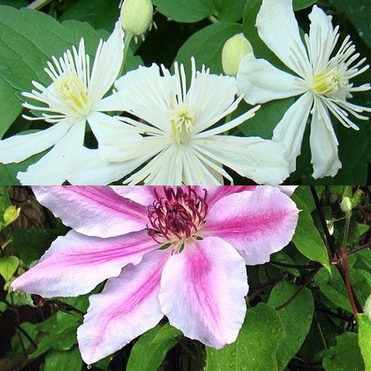 2 x Clematis klimplanten: Set van Clematis Summer Snow & Clematis Nelly Moser - Roze en Wit Bloeiend en Winterharde Tuinplanten | 2 x 1,5 liter pot