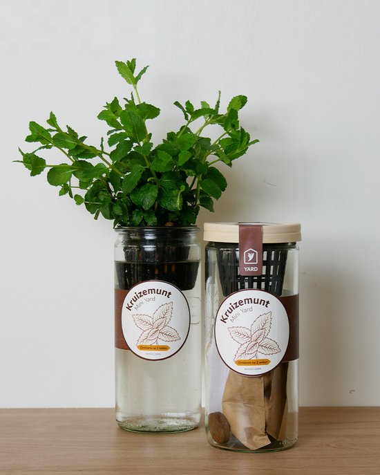 Munt kweekset- zelfwaterende kruidenpot - duurzaam cadeau- makkelijke moestuin in huis