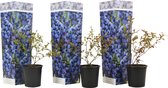 Plant in a Box - Vaccinium corymbosum 'Sunshine Blue' - Set van 3 - Winterharde bessenplanten - Pot 9cm - Hoogte 25-40cm