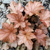 Heuchera 'Peneloppe' - Purperklokje - Planthoogte: 10 cm - Pot 11 cm (1 liter)