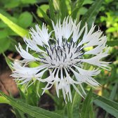 Centaurea montana 'Alba' - Bergkorenbloem - Planthoogte: 5 cm - Pot 11 cm (1 liter)