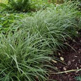 25 x Bonte Zegge - Wintergroen Siergras - Carex morrowii 'Ice Dance' in 9x9cm pot met hoogte 5-10cm