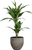 Dracaena fragans janet craig in Mica sierpot Carrie (donkergrijs) ↨ 65cm - planten - binnenplanten - buitenplanten - tuinplanten - potplanten - hangplanten - plantenbak - bomen - plantenspuit