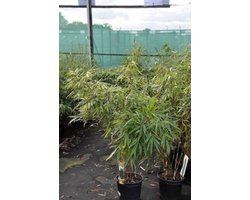 Fargesia robusta. 'Pingwu' - Bamboe Pingwu in 40- 50 cm in 2 liter pot