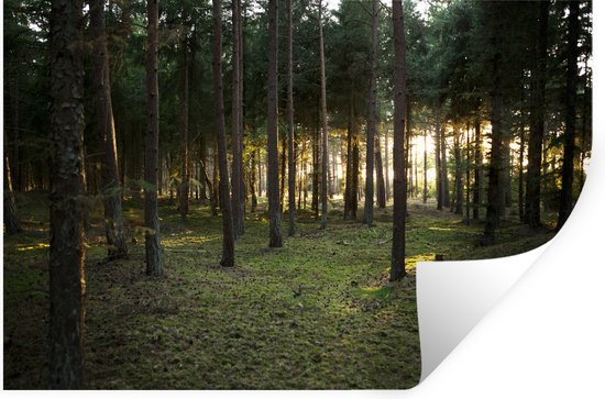 Sticker Muursticker Forêt - Soleil qui brille à travers les arbres de la forêt - 90x60 cm - feuille autocollante - sticker mural repositionnable