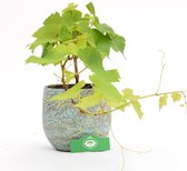 Vitis vinifera, rode druif, 13 cm pot