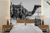Behang - Fotobehang Kameel - Egypte - Zwart - Wit - Breedte 300 cm x hoogte 300 cm
