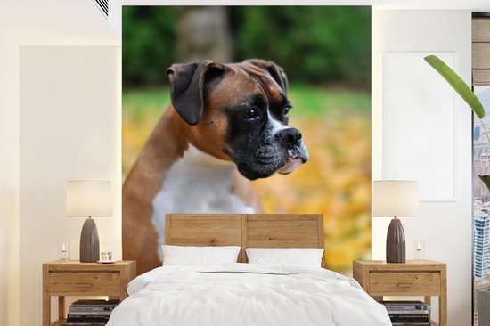 Foto: Behang fotobehang boxer tussen de gele herfstbladeren breedte 165 cm x hoogte 220 cm