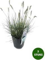 Lampepoetsersgras - siergras - Pennisetum alopecuroides 'Little Bunny' - 30-40cm hoog - potmaat 17cm - 3 stuks