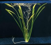 Vallisneria Giganthea - Aquariumplanten - Aquarium decoratie - Aquascape