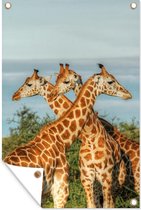 Muurdecoratie Giraffen - Lucht - Dieren - 120x180 cm - Tuinposter - Tuindoek - Buitenposter