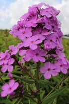 Phlox Paniculata Hesperis 5 stuks - Vlambloem-Flox-Floks-Bijen-Vlinders