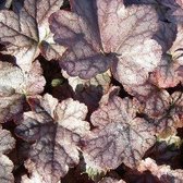 3x Heucherella ‘Quicksilver’® - Schuimklokje - Pot 9x9 cm