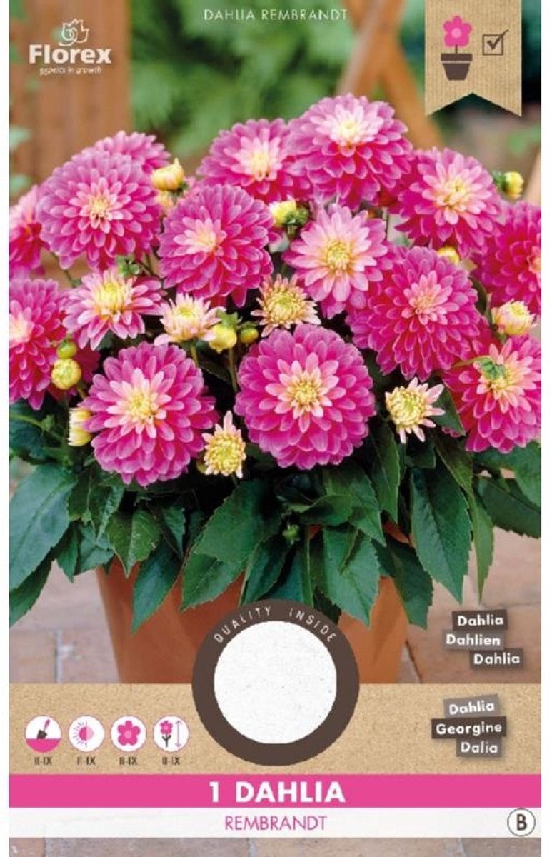 Dahlia Decoratief Gallery Rembrandt Rose Geel 1st.