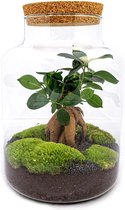 Ecosysteem Planten met Ficus Ginseng bonsai -  30 cm -In een weckpot