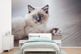 Behang - Fotobehang Een Ragdoll kitten ligt op de vloer - Breedte 420 cm x hoogte 280 cm