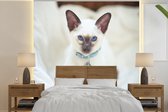 Behang - Fotobehang Een wit gekleurde Siamees kat - Breedte 260 cm x hoogte 260 cm